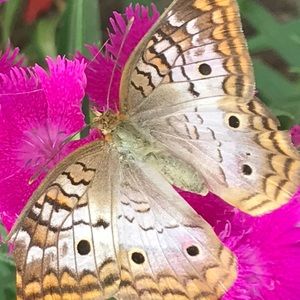 Meet your Posher, Crystal